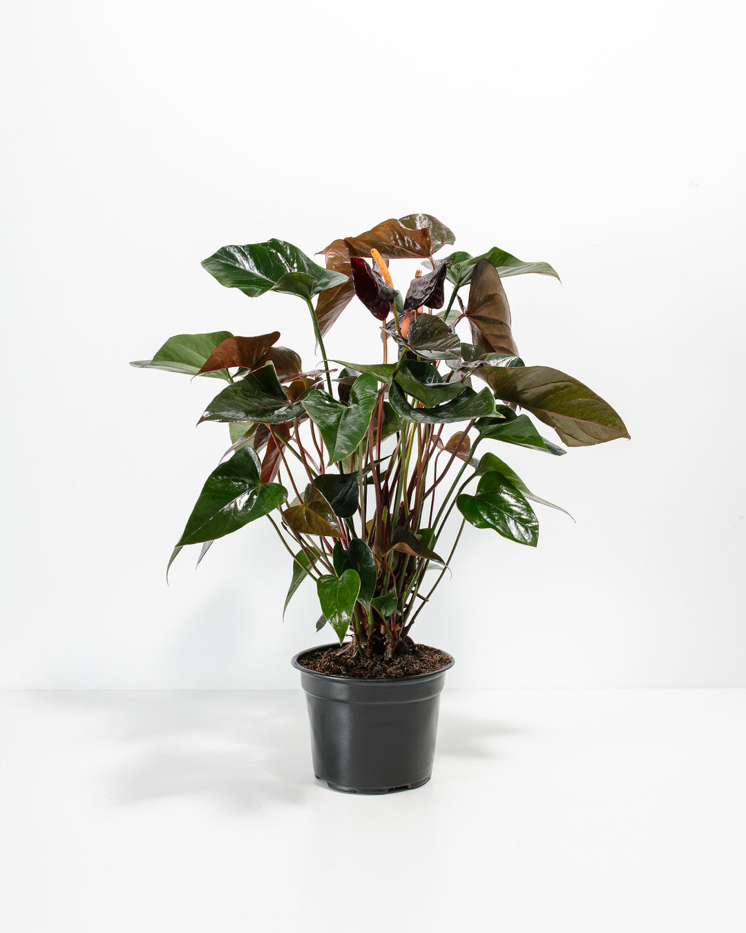anthurium black beauty 2015 Black Anthurium (Flamingo Flower) Plant For Sale