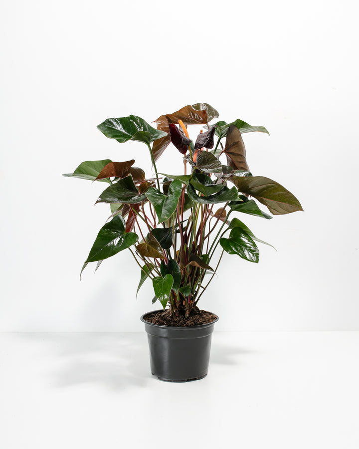 anthurium rio negro Black Anthurium (Flamingo Flower) Plant For Sale