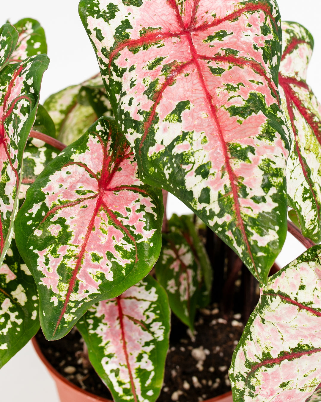 caladiums and philodendron plants Caladiums for Sale | 4-Pack Collection