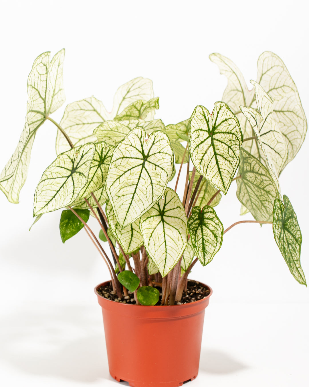 are caladiums indoor plants Caladiums for Sale | 4-Pack Collection