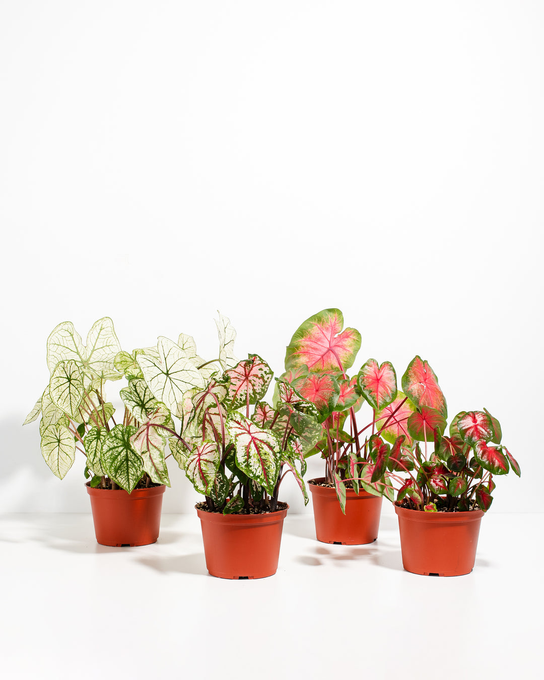 are caladiums indoor plants Caladiums for Sale | 4-Pack Collection