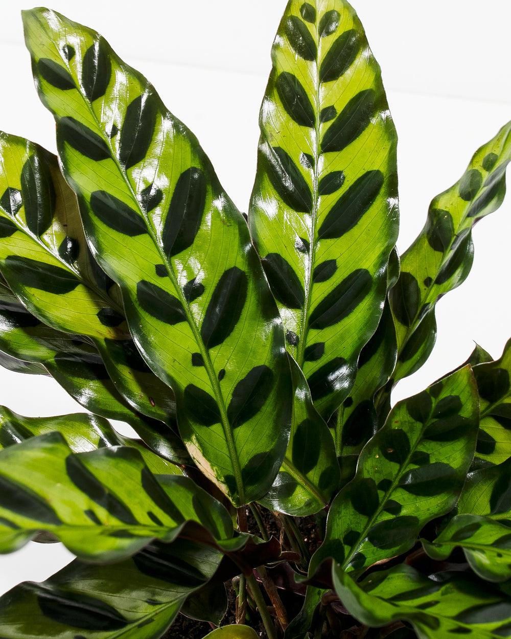 prayer plant rattlesnake Calathea Rattlesnake | Rare Prayer Plant