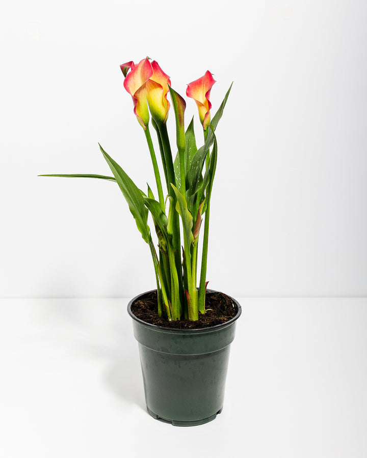 Blood Orange Calla Lily