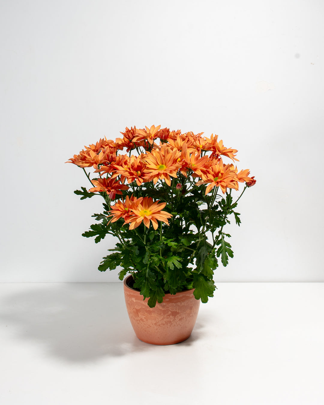 Orange Chrysanthemum