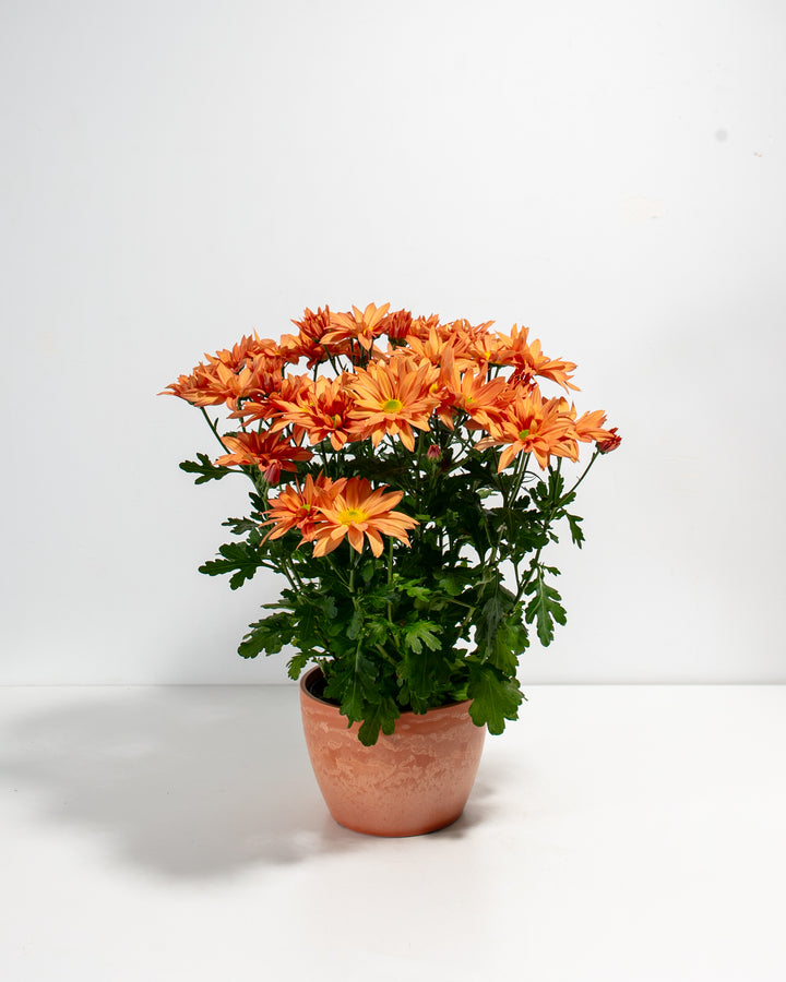 Orange Chrysanthemum