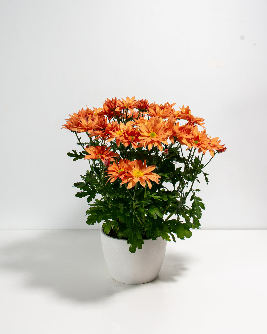 Orange Chrysanthemum