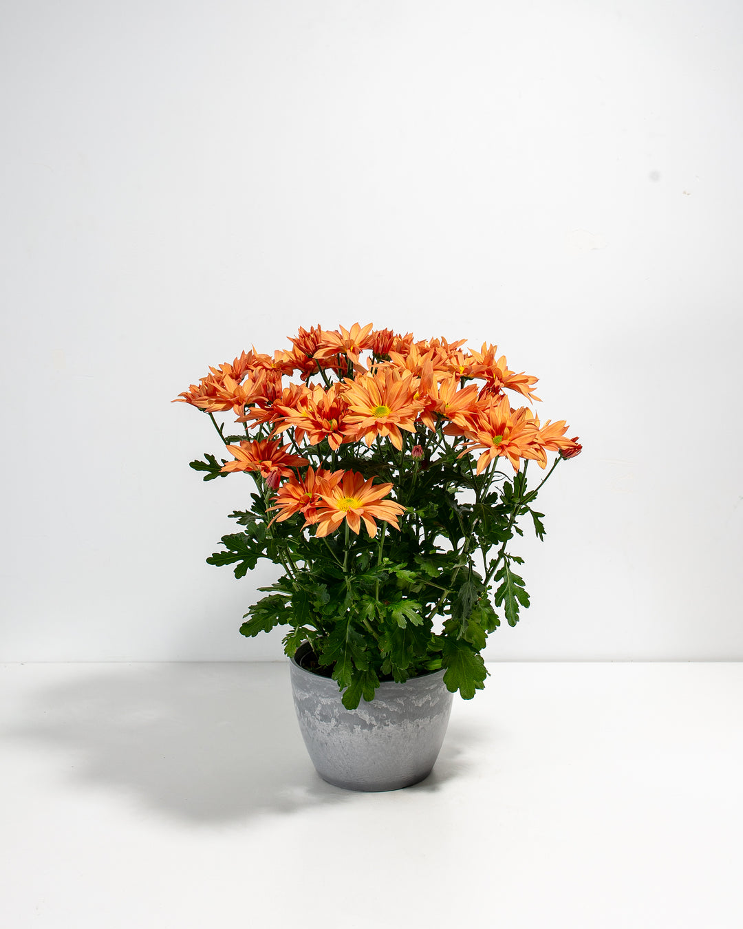 Orange Chrysanthemum
