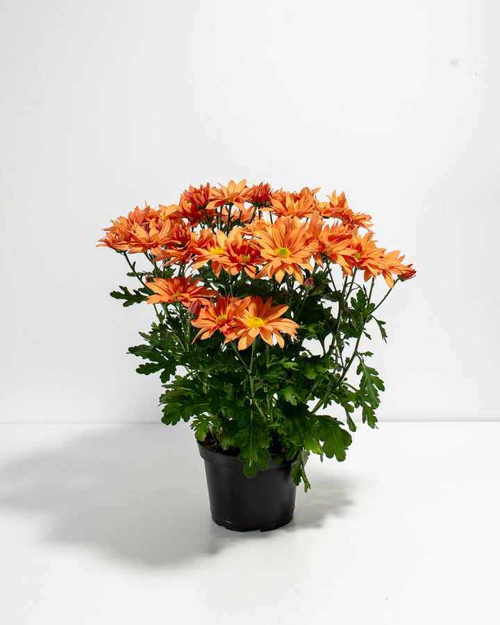 Orange Chrysanthemum