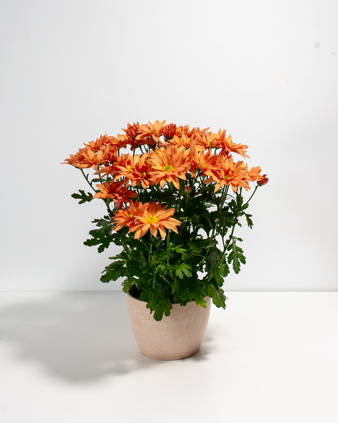 Orange Chrysanthemum