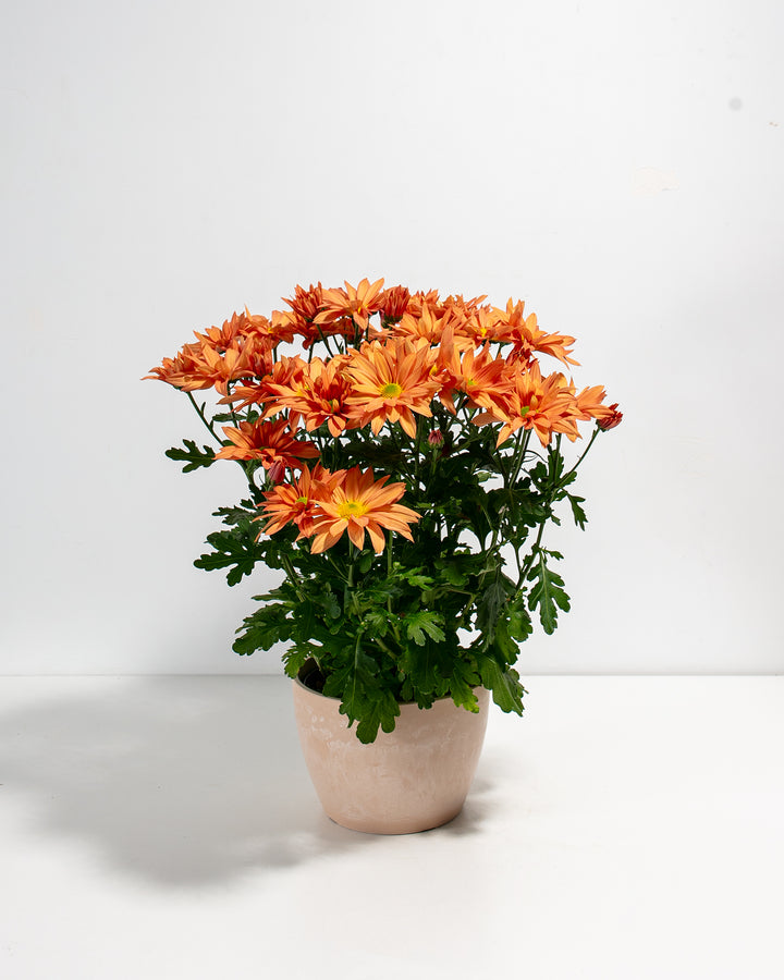 Orange Chrysanthemum