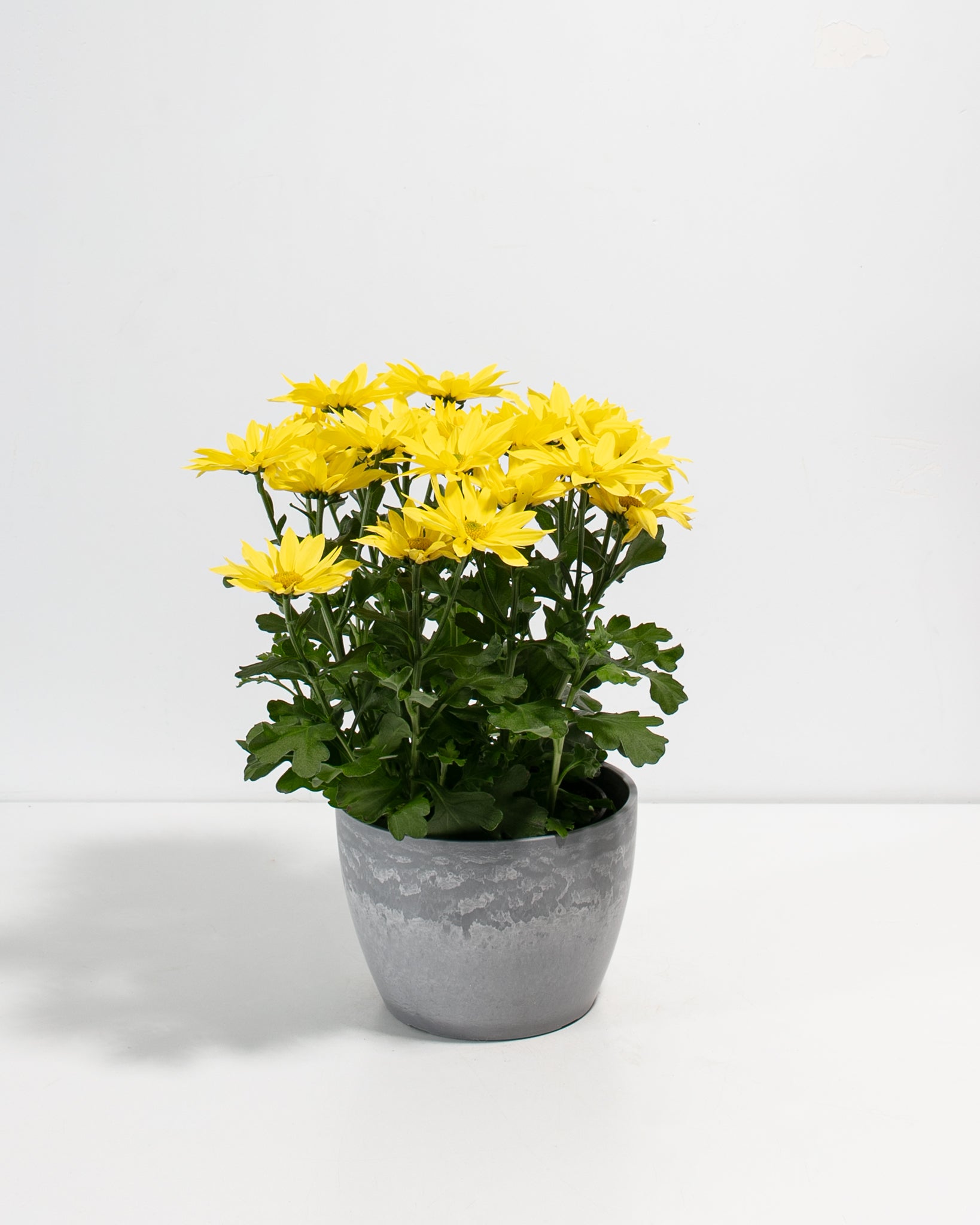 chrysanthemum indoor plant Yellow Chrysanthemum Plant For Sale Including Care Guide