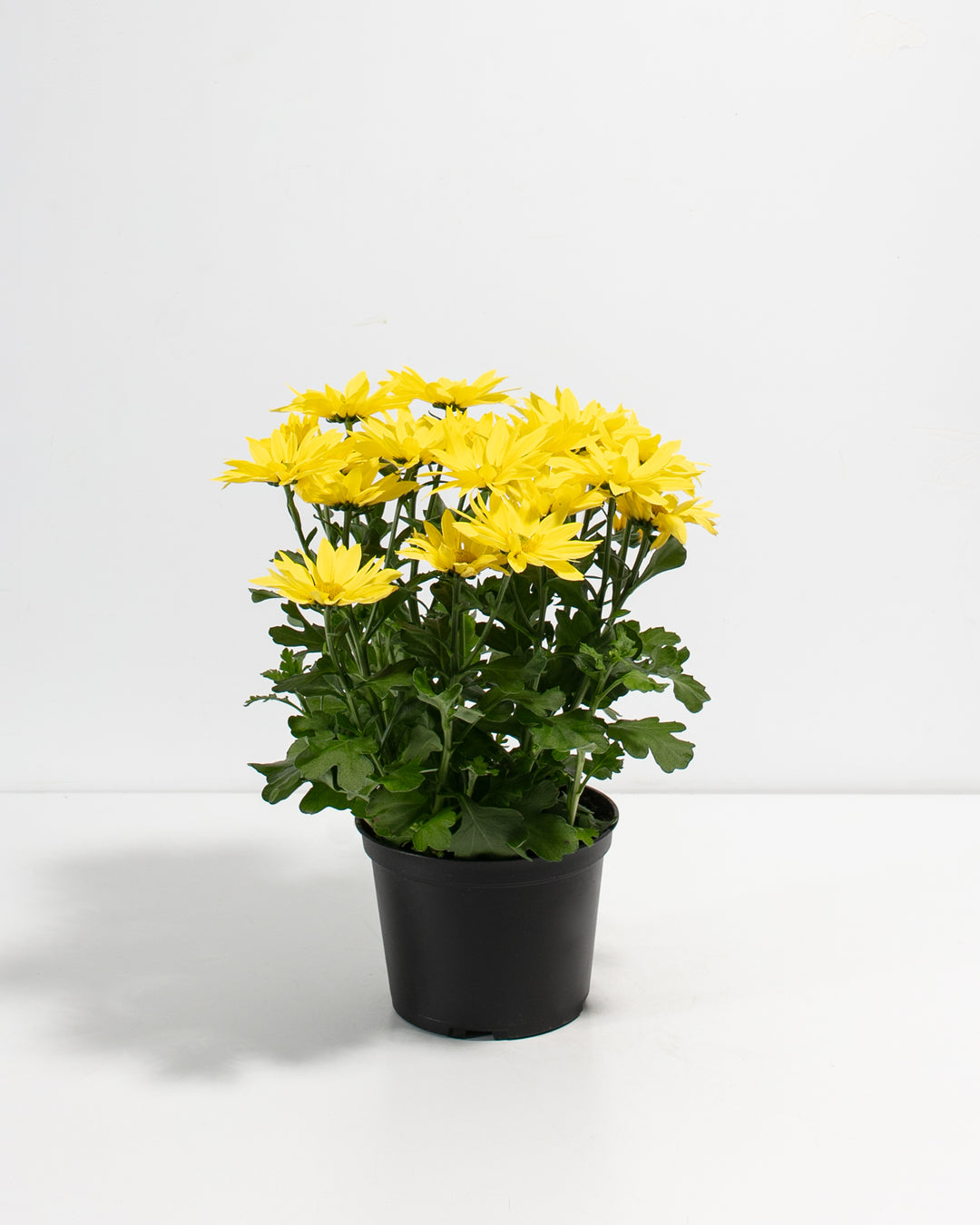 chrysanthemum potted plant Yellow Chrysanthemum Plant For Sale Including Care Guide