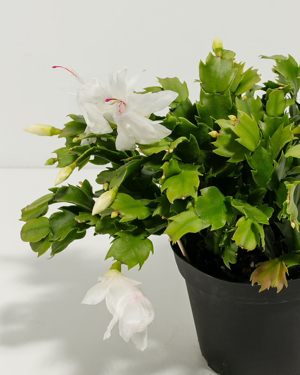 White Christmas Cactus Holiday Plants Lively Root White Christmas Cactus