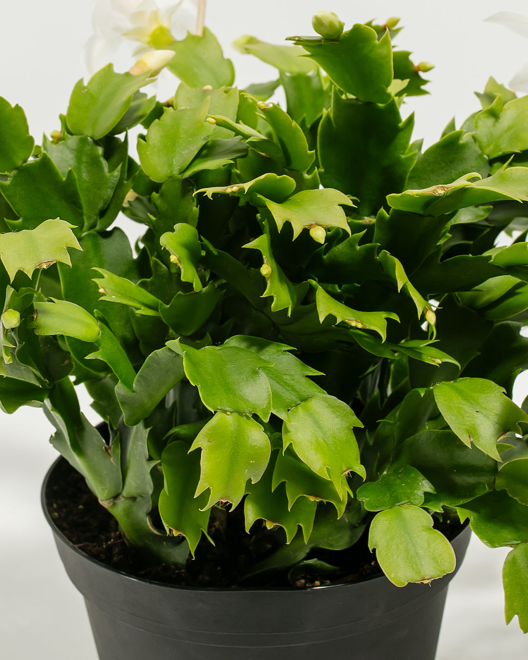 christmas cactus a succulent White Christmas Cactus | Holiday Plants