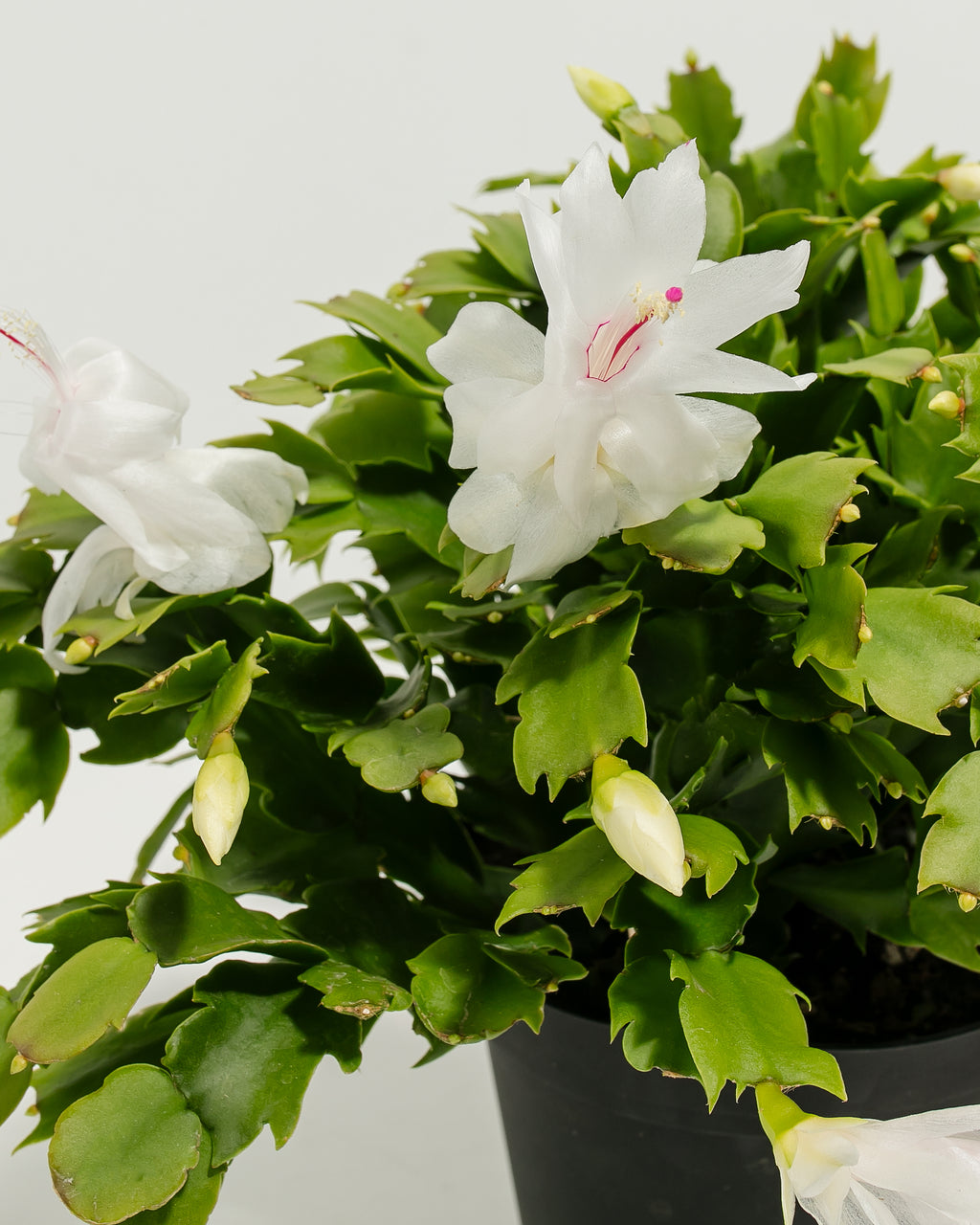 White Christmas Cactus Holiday Plants Lively Root White Christmas Cactus
