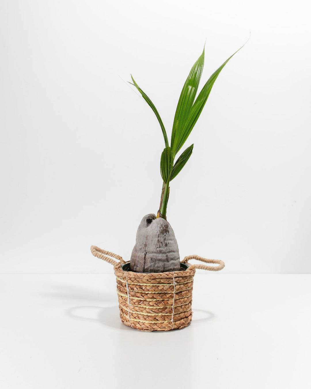coconut palm tree plant Coconut Palm Tree For Sale Including Care Guide