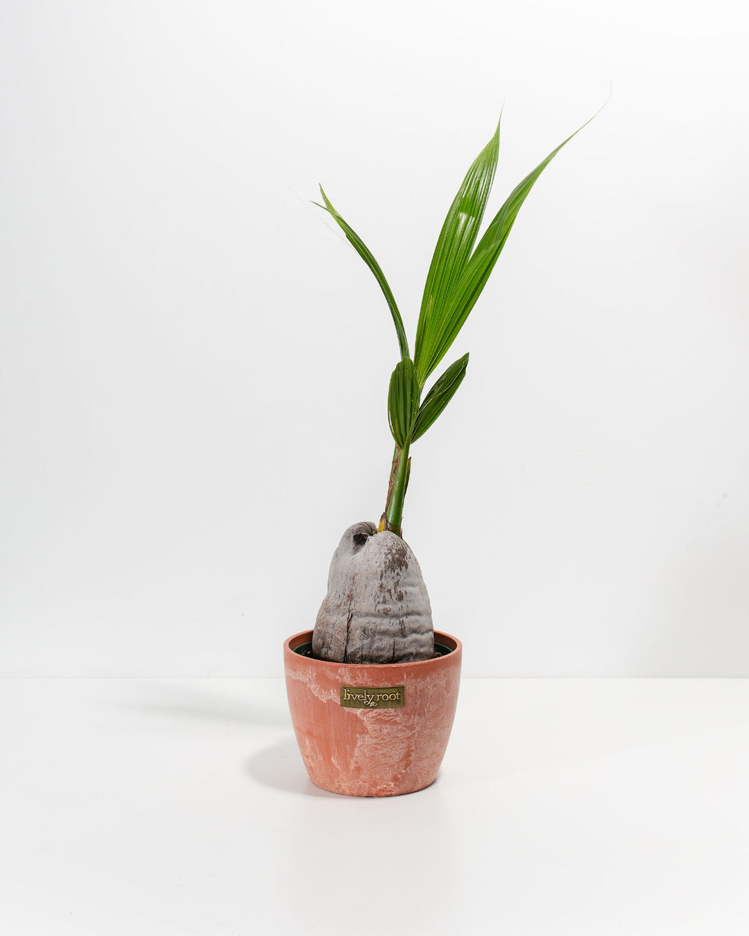 coconut palm indoor care Coconut Palm Tree For Sale Including Care Guide