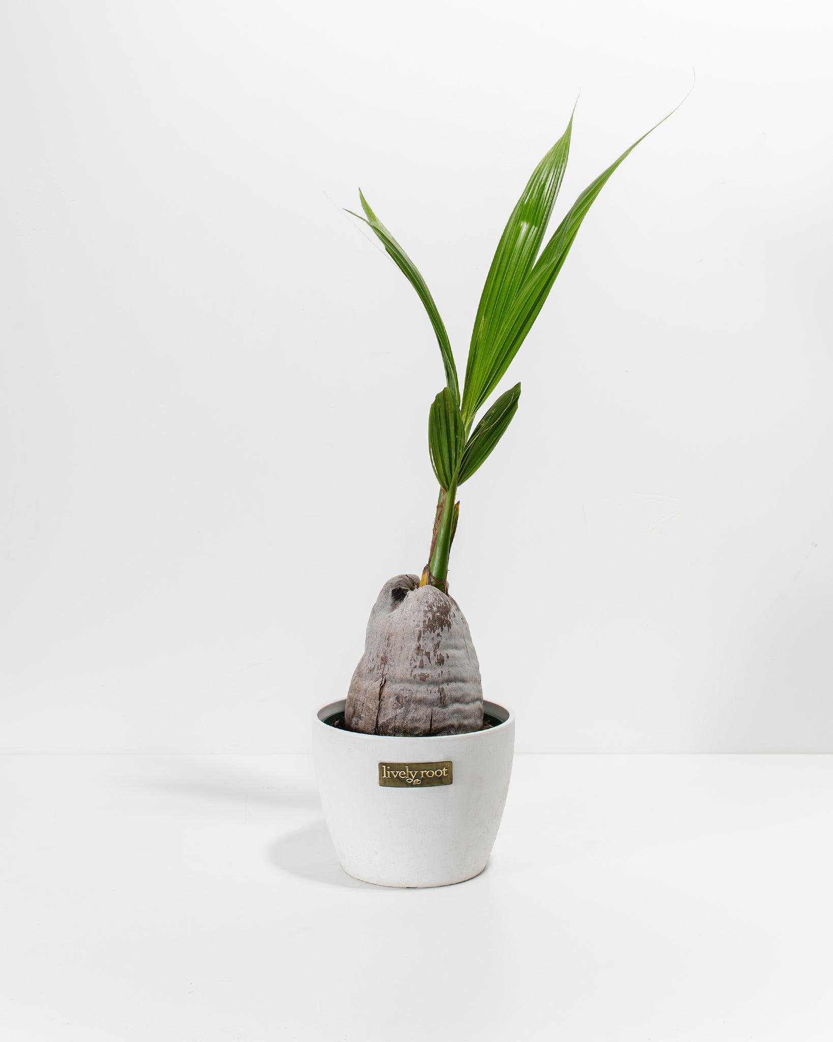 coco palm plant Coconut Palm Tree For Sale Including Care Guide