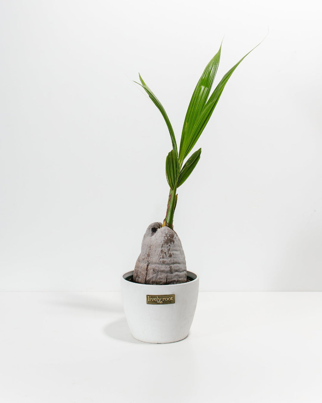 coconut palm tree houseplant Coconut Palm Tree For Sale Including Care Guide