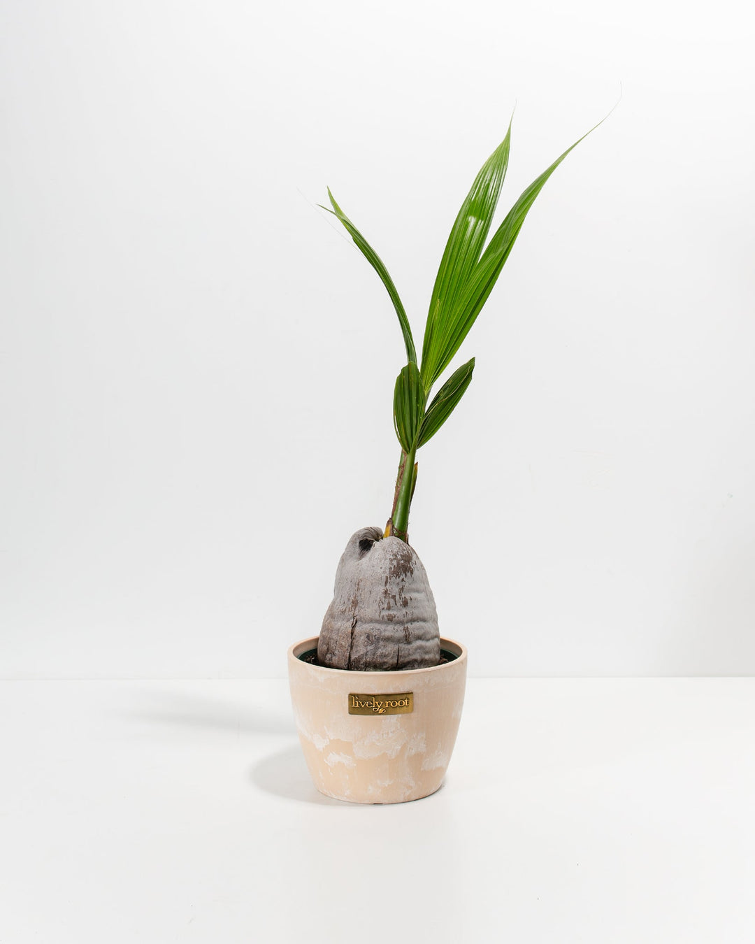 coconut palm indoor plant Coconut Palm Tree For Sale Including Care Guide