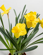 Yellow Daffodil Featured Image