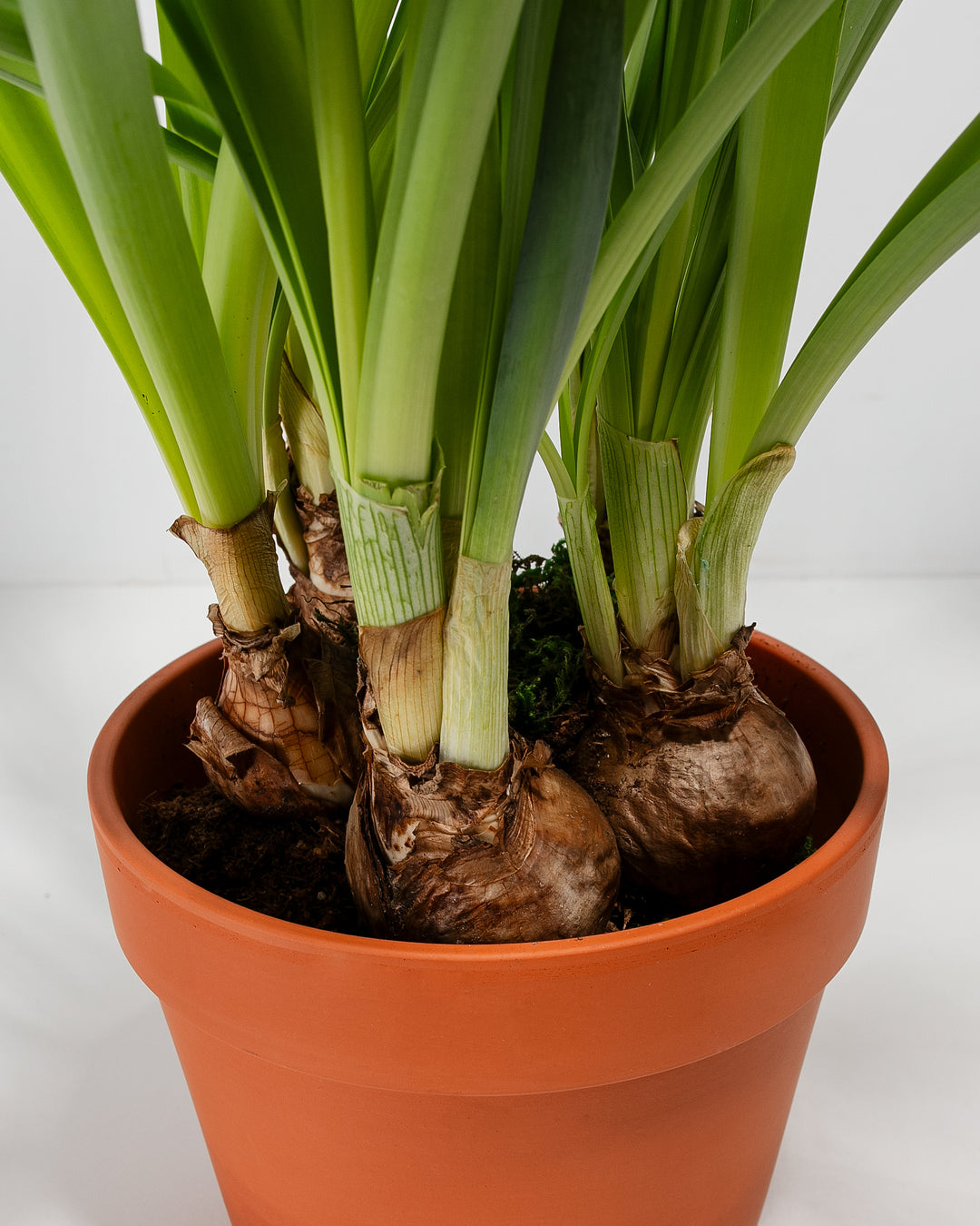 are daffodils indoor plants Yellow Daffodil For Sale Including Care Guide & Growing Tips