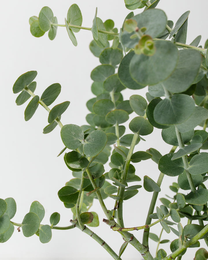 eucalyptus money plant Silver Dollar "Baby Blue" Eucalyptus