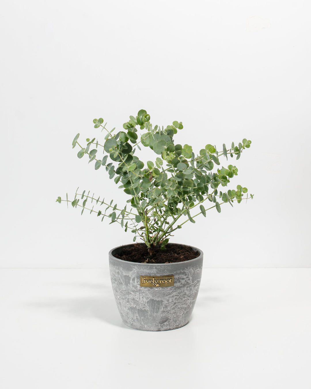 eucalyptus potting mix Silver Dollar "Baby Blue" Eucalyptus