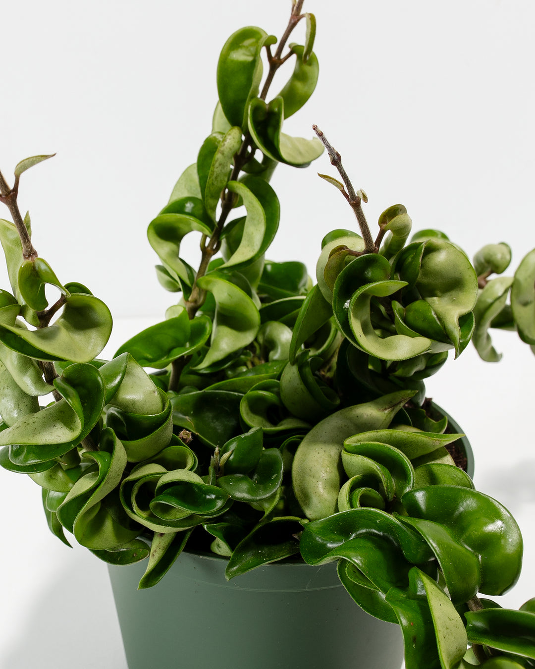 fertilizer for hindu rope plant Hoya Hindu Rope Plant For Sale, Including Care Guide Small / Grower / Varies