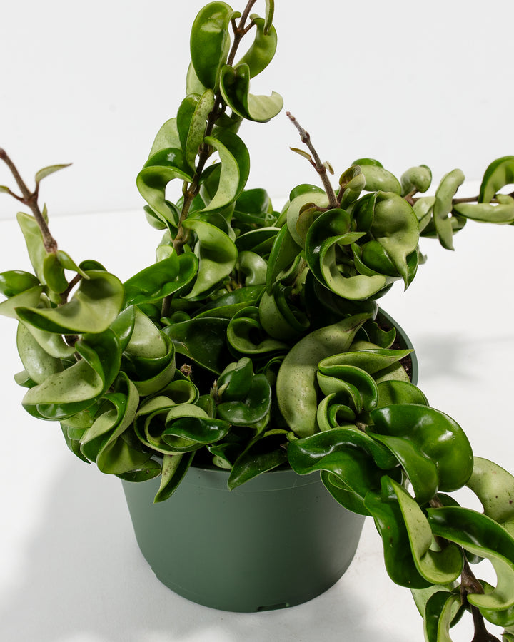 is a hindu rope plant a succulent Hoya Hindu Rope Plant For Sale, Including Care Guide