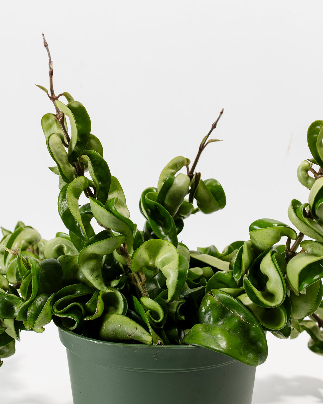 rope succulent plant Hoya Hindu Rope Plant For Sale, Including Care Guide Small / Grower / Varies