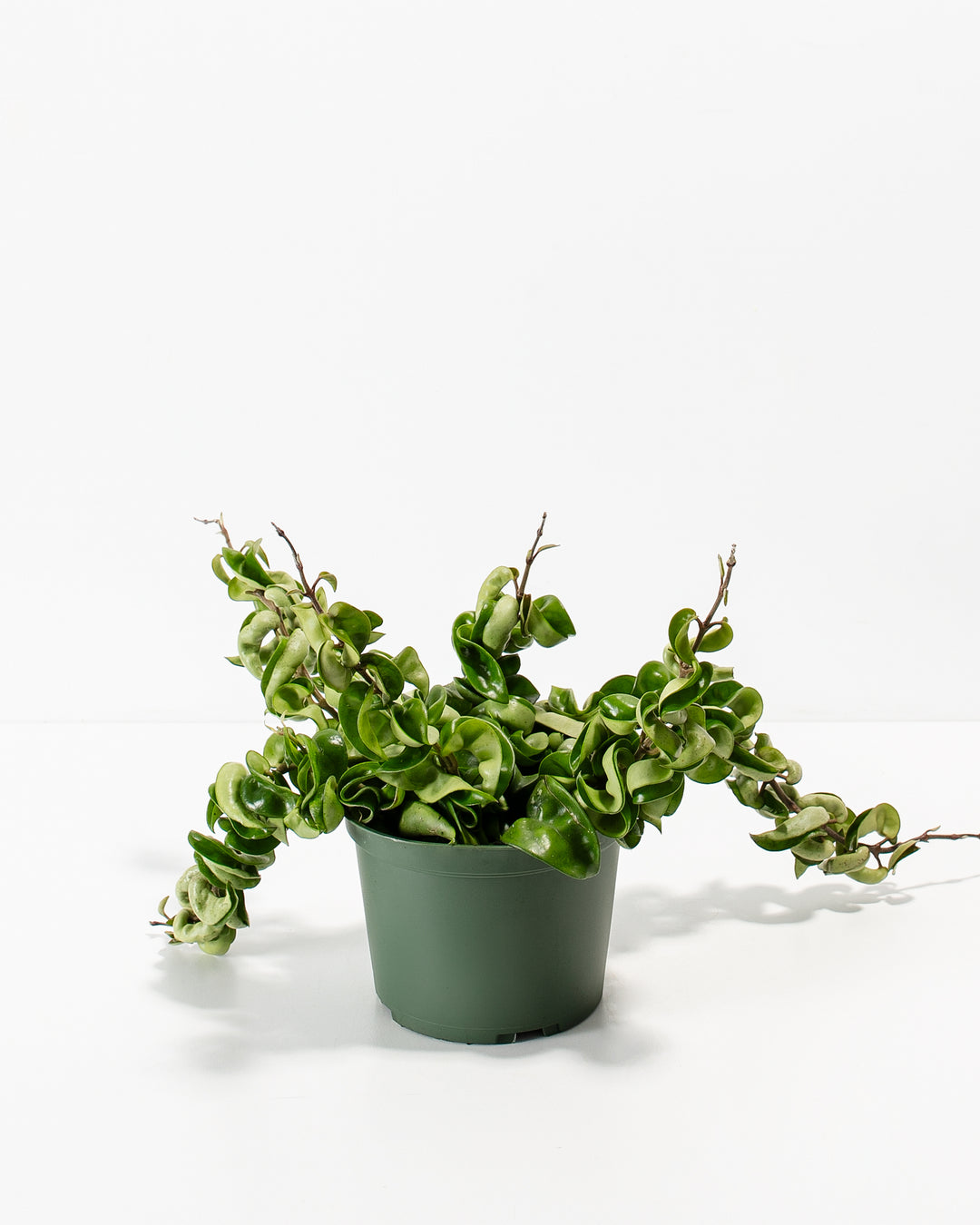 Hindu Hoya Rope Plant