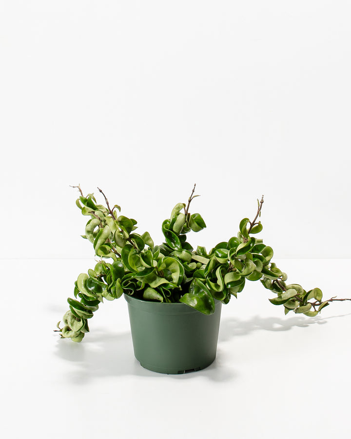 Hindu Hoya Rope Plant