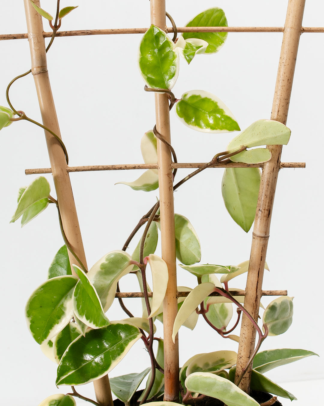 trellis for hoya plant Hoya Carnosa Tricolor For Sale Including Care Guide