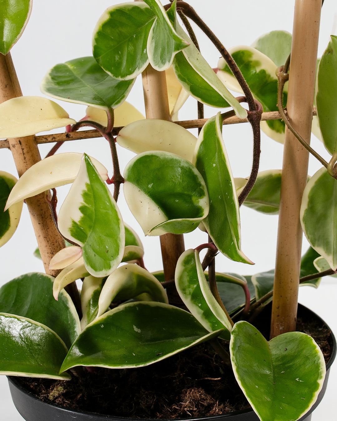 hoya plant air purifier Hoya Carnosa Tricolor For Sale Including Care Guide