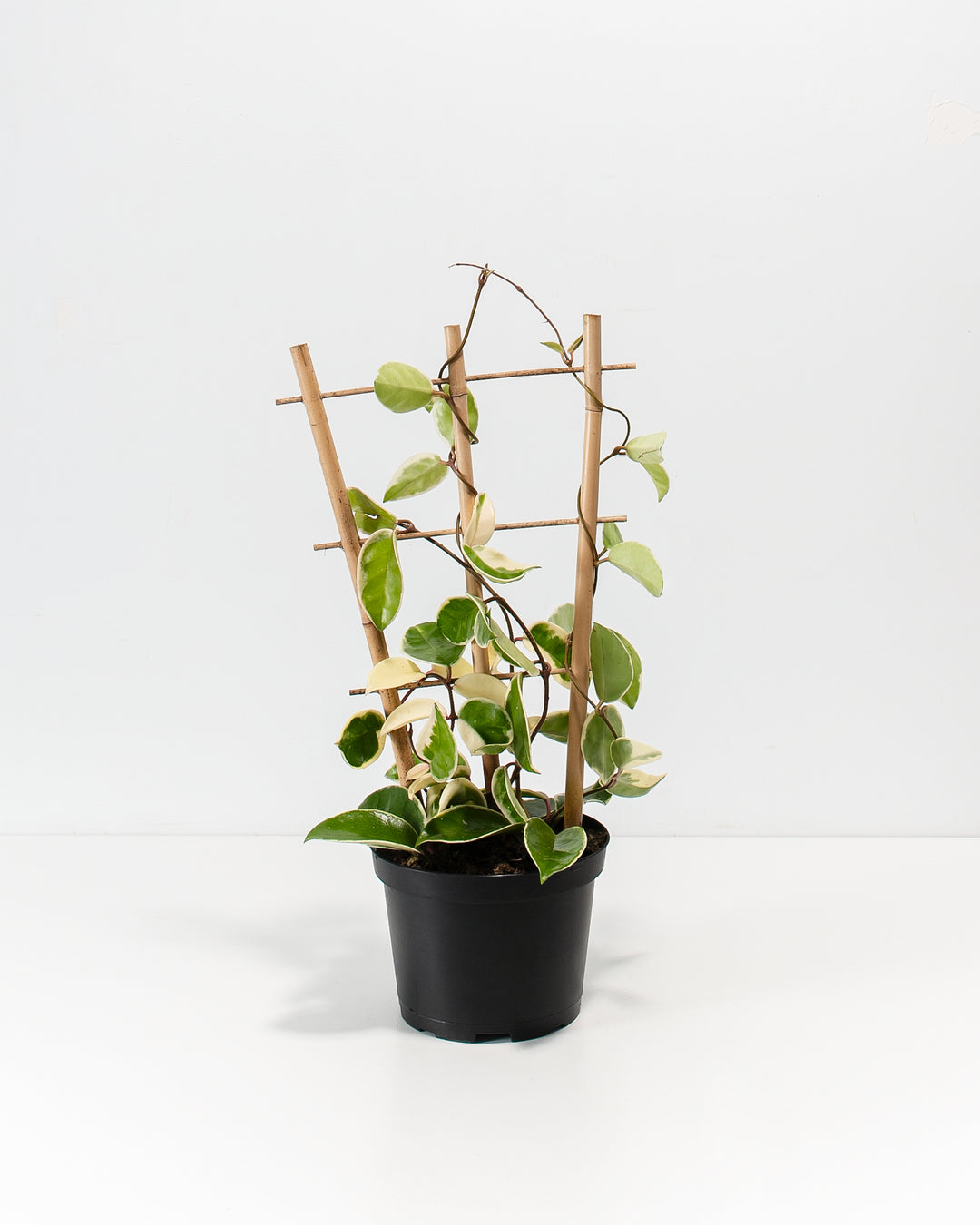 Hoya Carnosa Tricolor