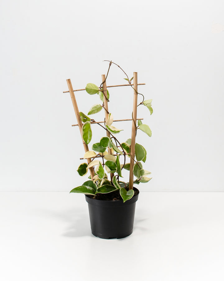 Hoya Carnosa Tricolor