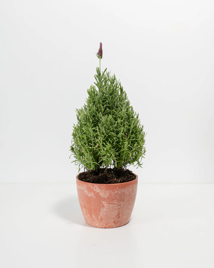Lavender Topiary (Cone)