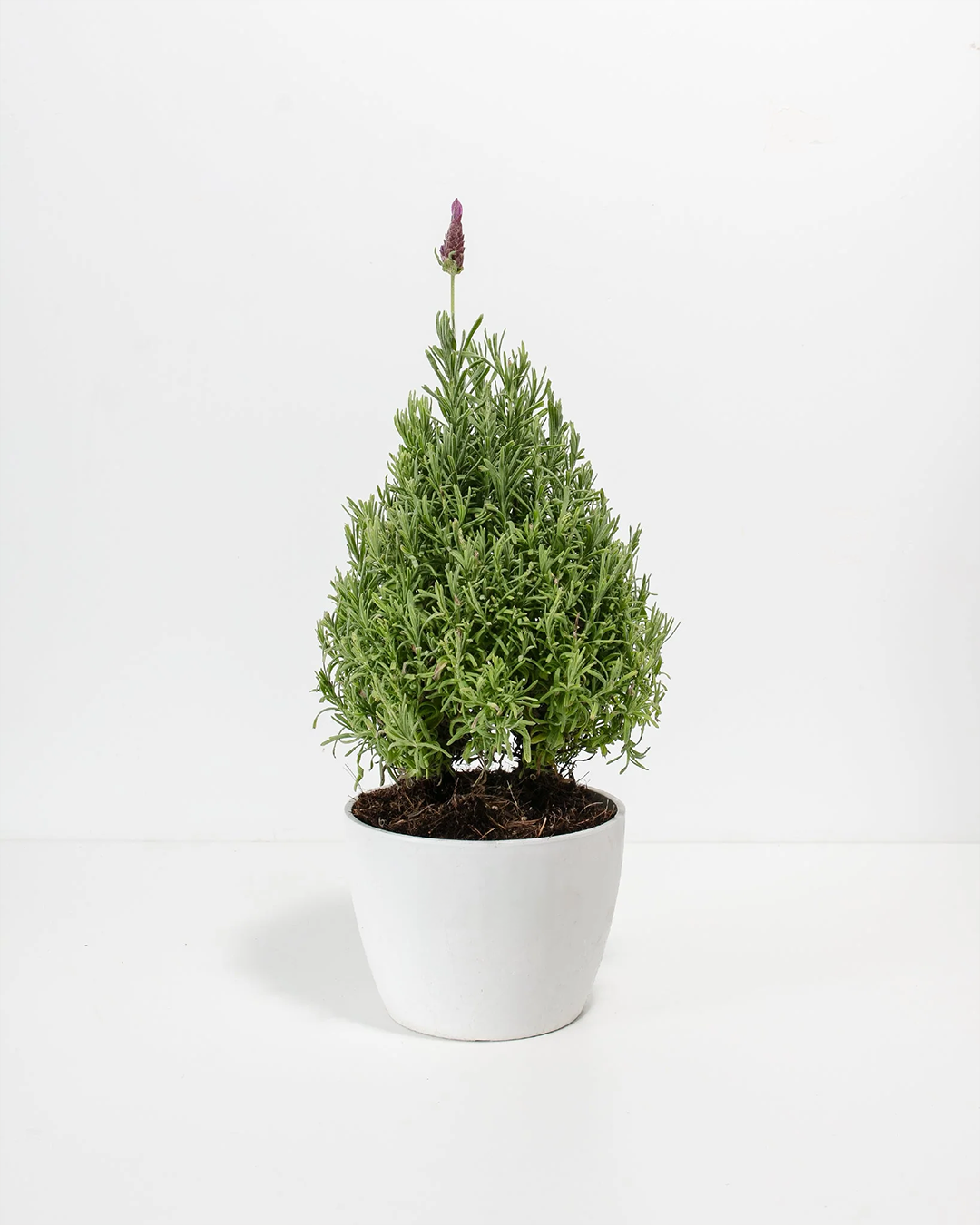 live lavender topiary tree Lavender Topiary (Cone)