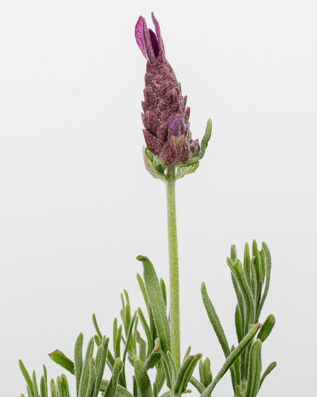 lollipop lavender tree Lavender Topiary For Sale