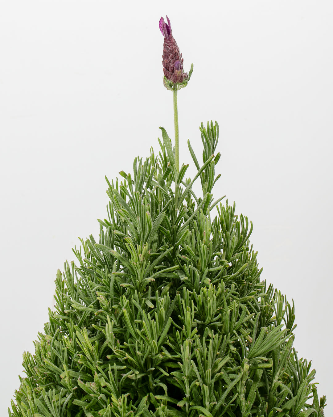 lollipop lavender tree Lavender Topiary For Sale