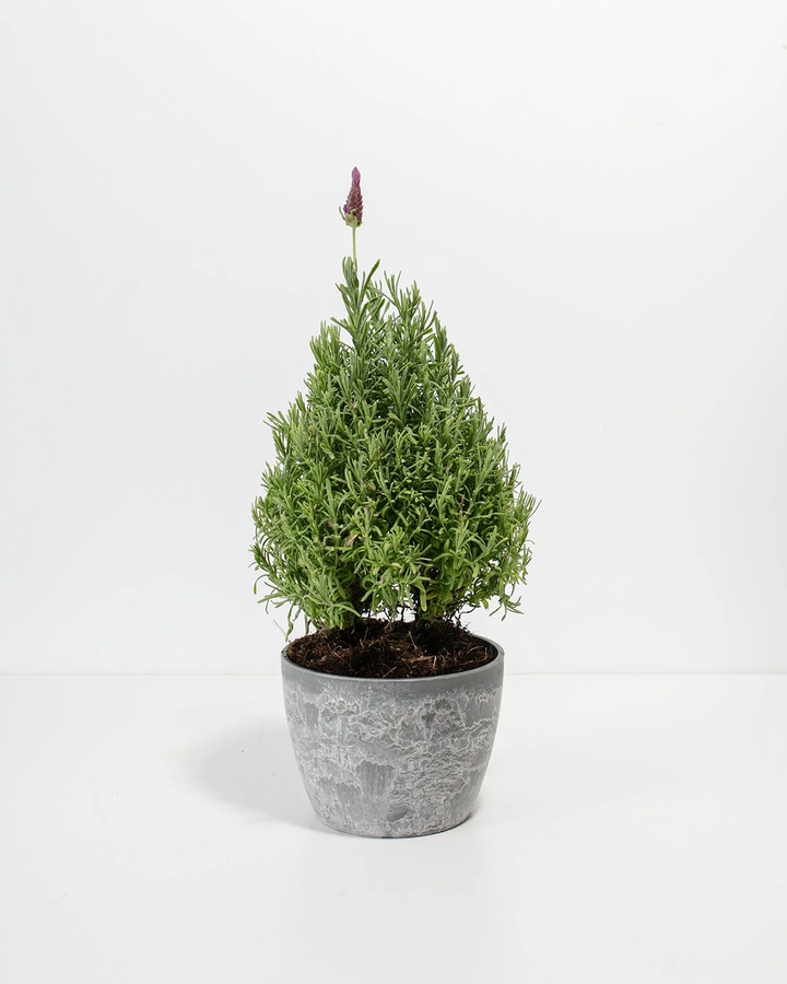 Lavender Topiary (Cone)