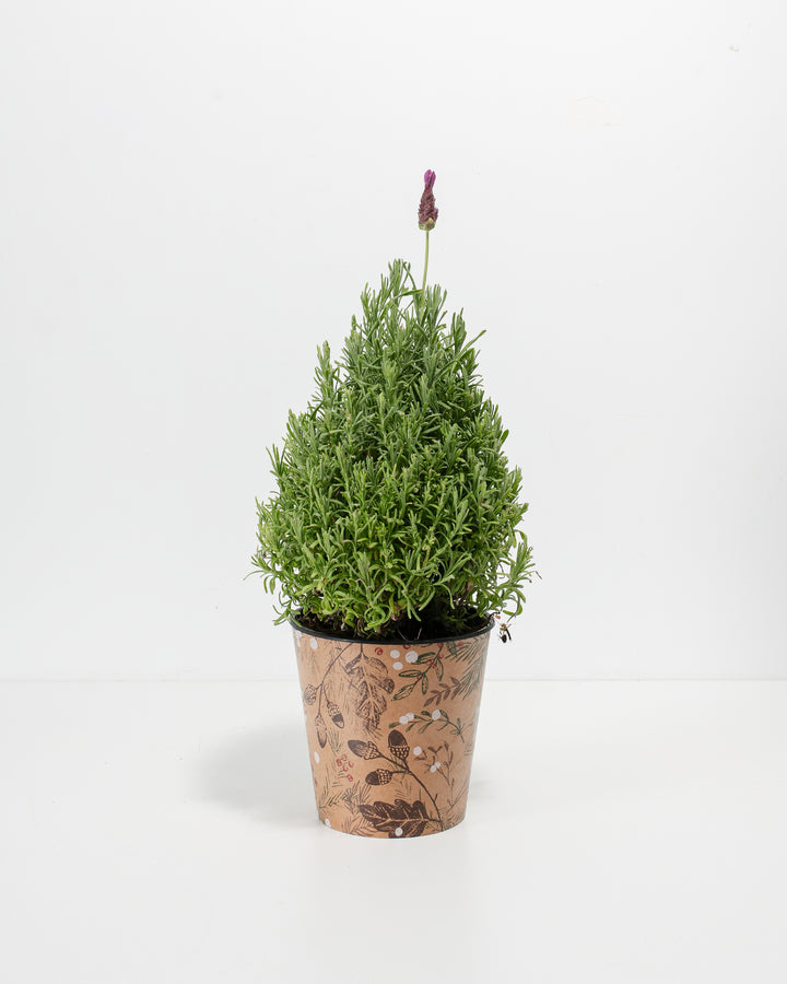 lavender standard topiary tree care Lavender Topiary For Sale