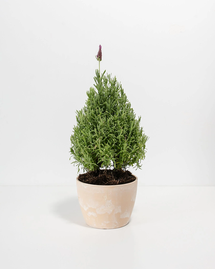 Lavender Topiary (Cone)