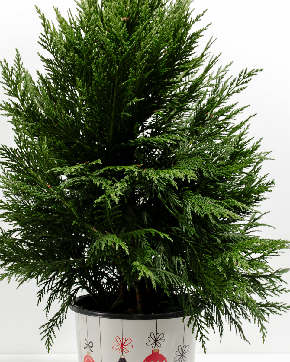 Mini Leyland Cypress 4-Pack Featured Image