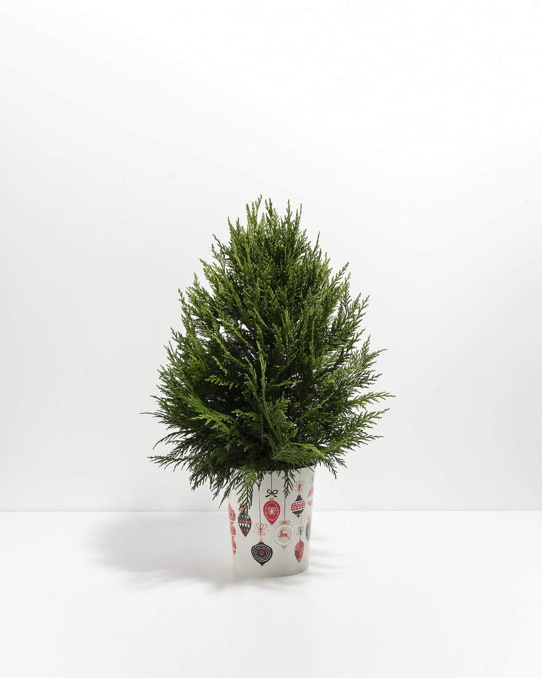 Leyland Cypress Christmas Tree