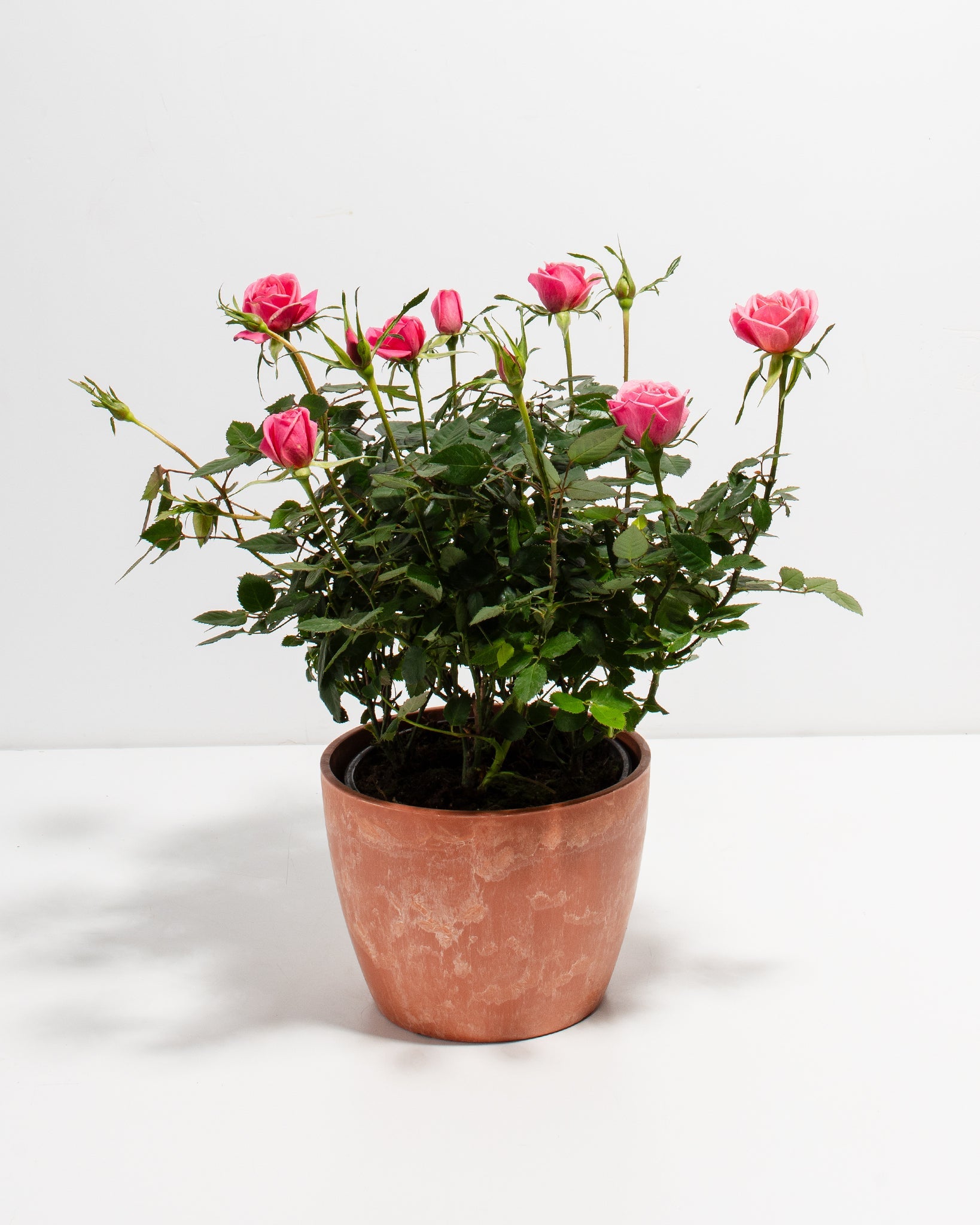 Pink Miniature Roses | Indoor Flowering Plants | Lively Root