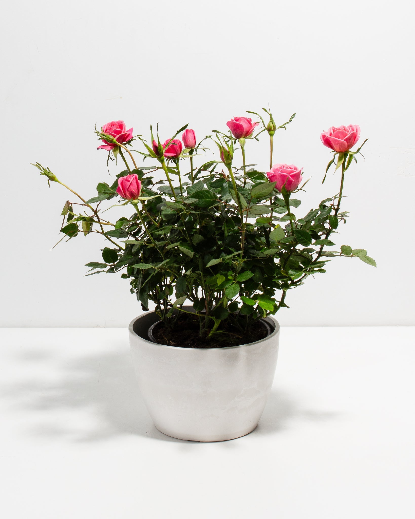 Pink Miniature Roses | Indoor Flowering Plants | Lively Root