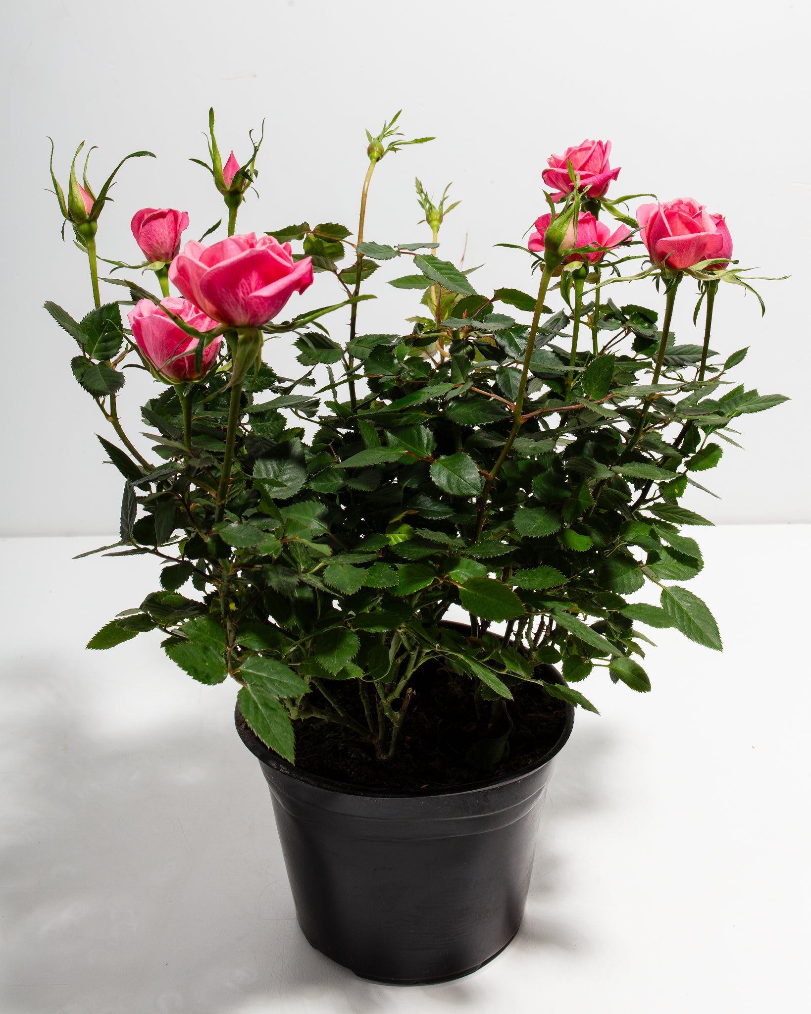 Pink Miniature Roses | Indoor Flowering Plants | Lively Root