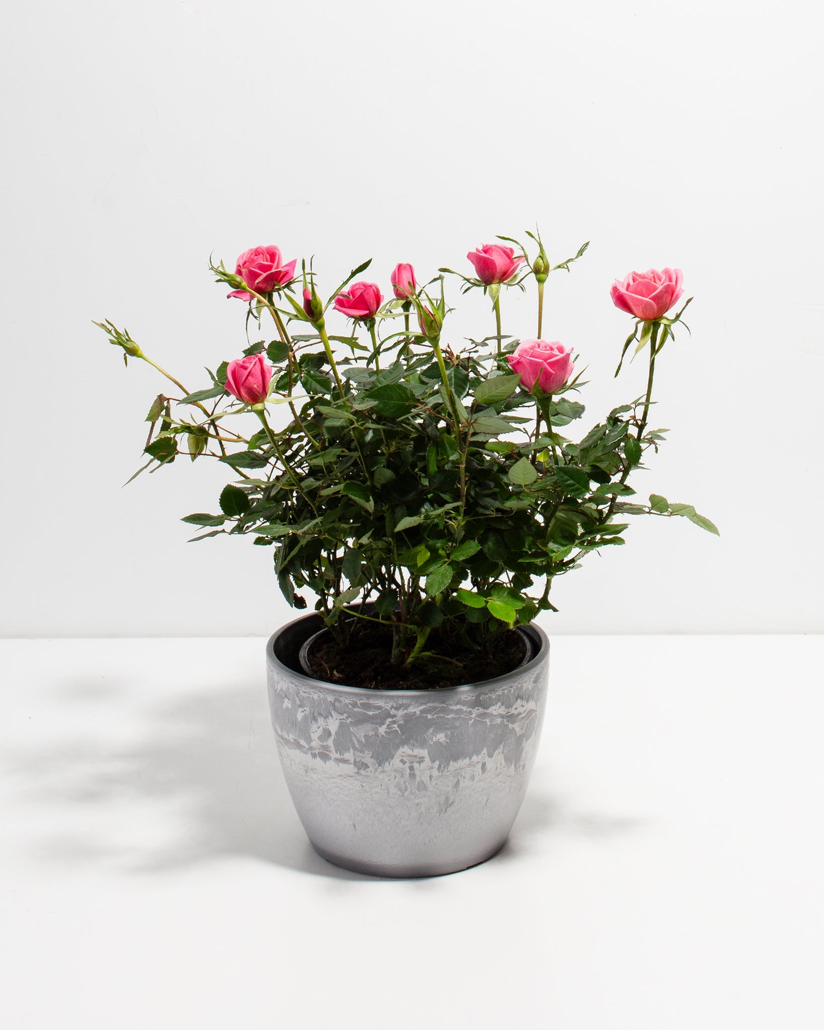 Pink Miniature Roses | Indoor Flowering Plants | Lively Root